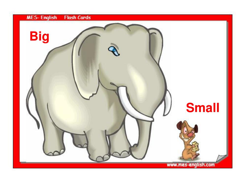 Small big com. Big small. Картинки big small. Big small картинки для детей. Big small Flashcards for Kids.