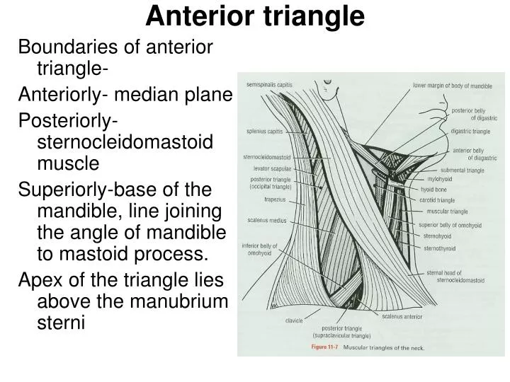 anterior triangle n.