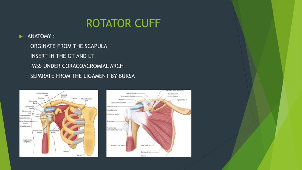 PPT - Chronic Shoulder Disorders PowerPoint Presentation, free download ...