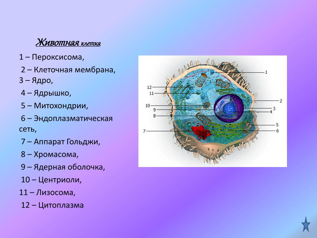 Организмы клетки которых содержат оформленное ядро. Ядерная мембрана в животной клетке. Оболочка животной клетки. Животная клетка. Строение ядра животной клетки.