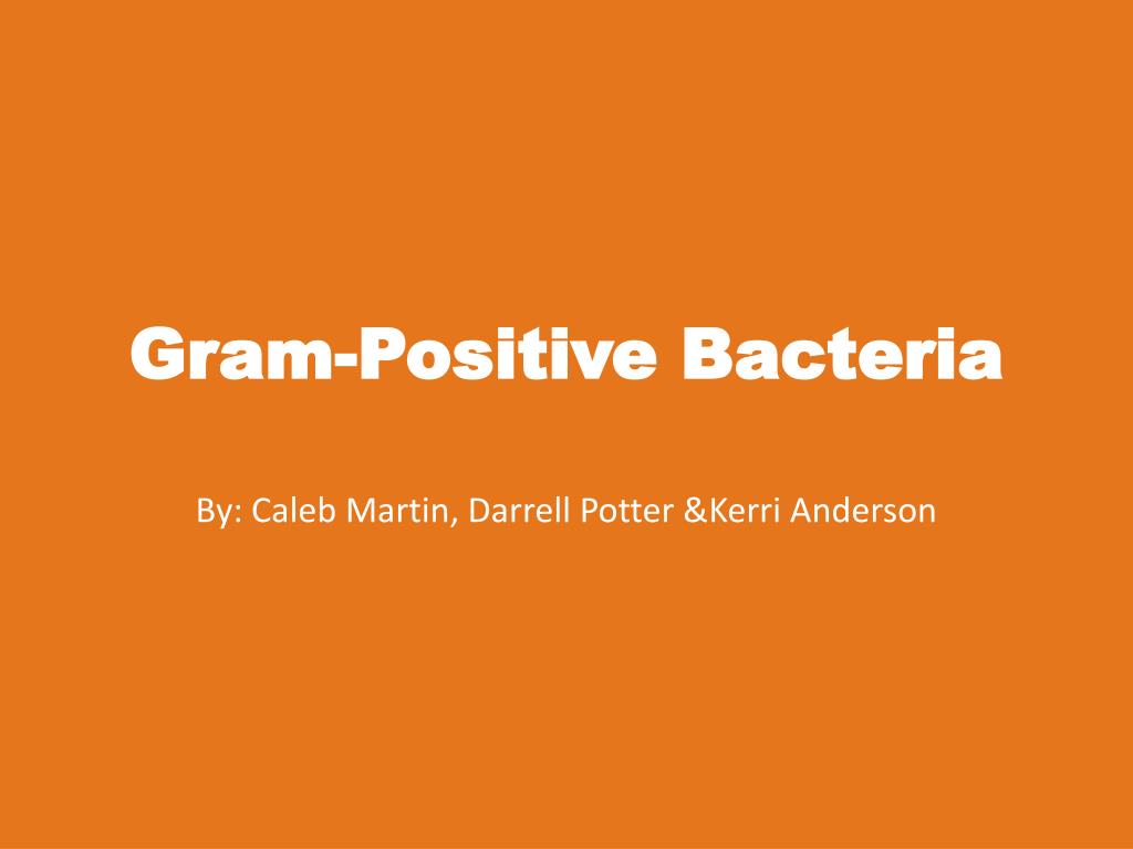 gram positive bacteria powerpoint presentation