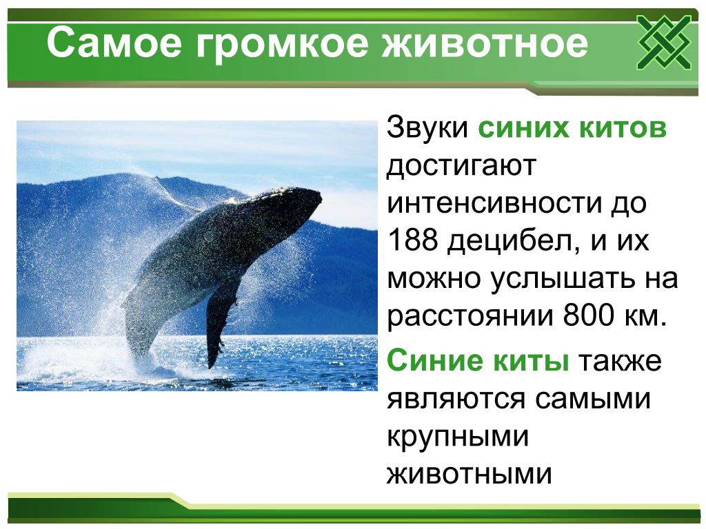 Громкие животные звуки. Киты самые громкие животные. Самое громкое животное на земле. Самое громкое животное кит. Информация о ките.