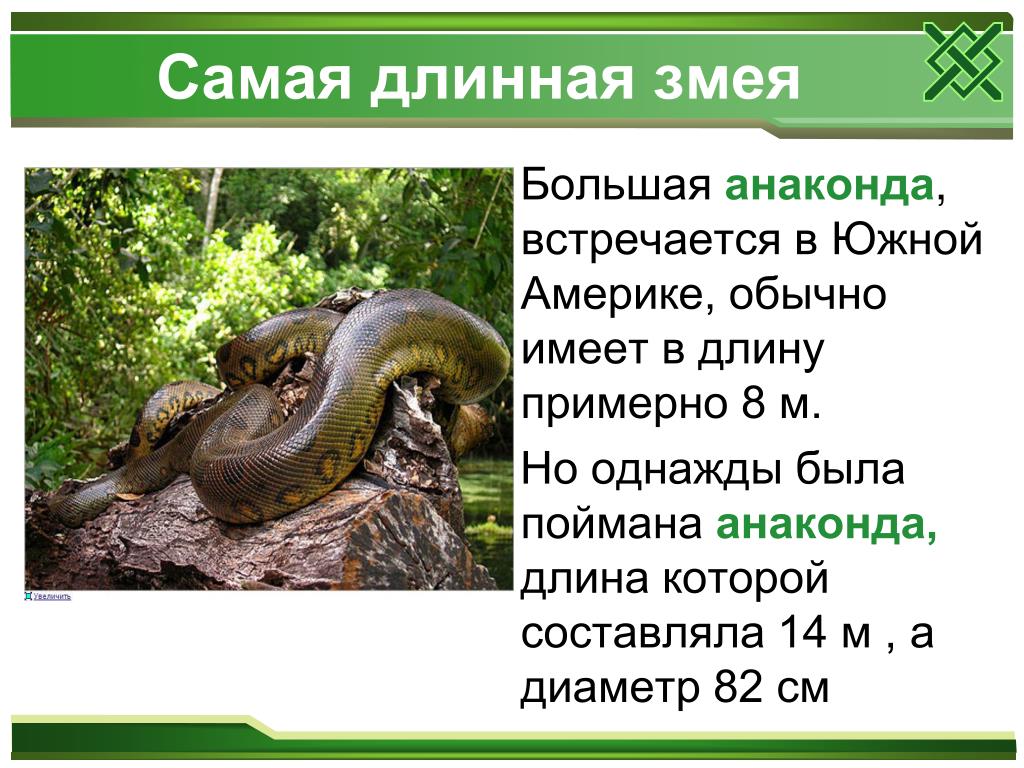 Змейка текст. Анаконда змея интересные факты. Презентация о змеях. Анаконда змея доклад. Самая длинная змея в мире презентация.