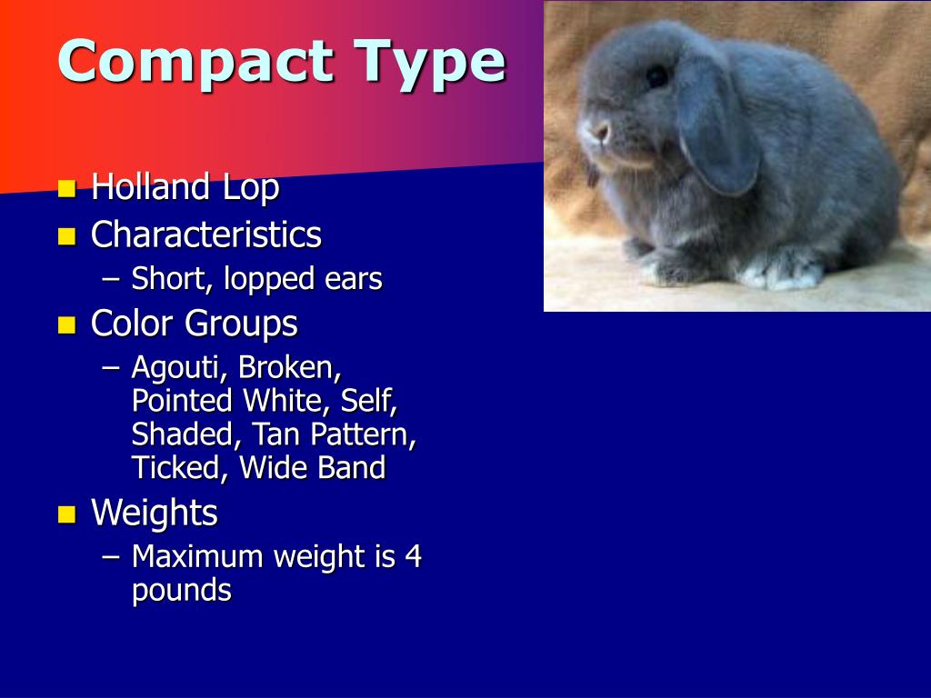 PPT - Rabbits PowerPoint Presentation, free download - ID:5438492
