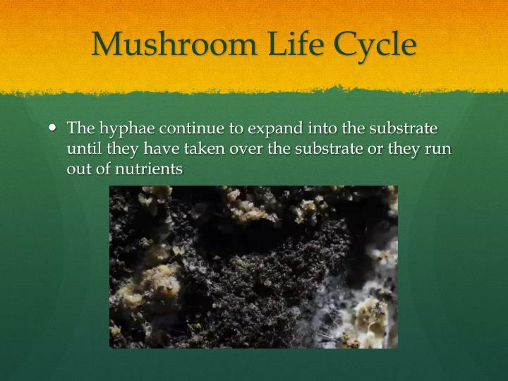 PPT Mushroom Cultivation PowerPoint Presentation ID5439048