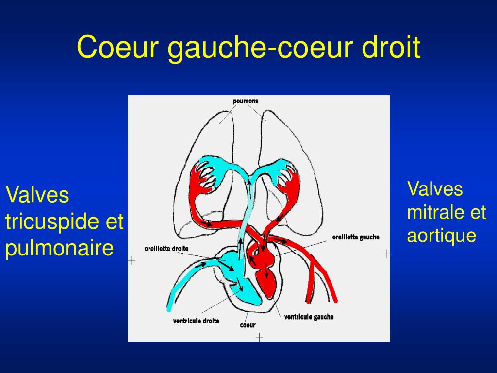 PPT La Chirurgie Cardiovasculaire PowerPoint Presentation, free download ID5440224