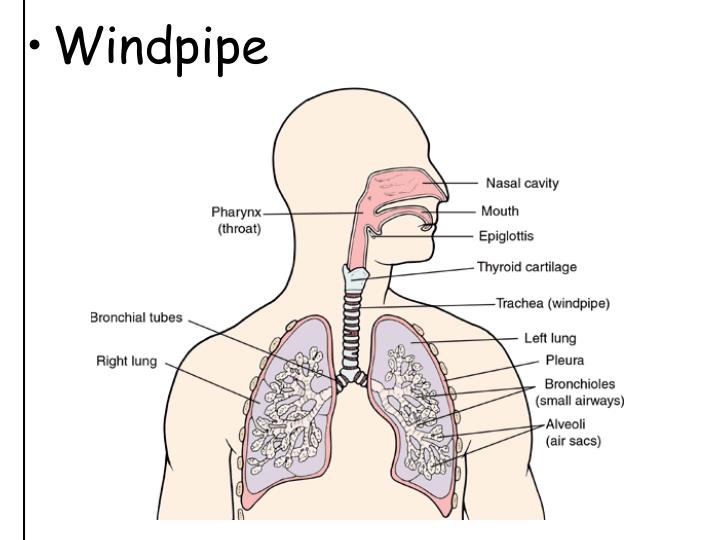 ppt-topic-respiratory-system-aim-describe-the-parts-functions-of