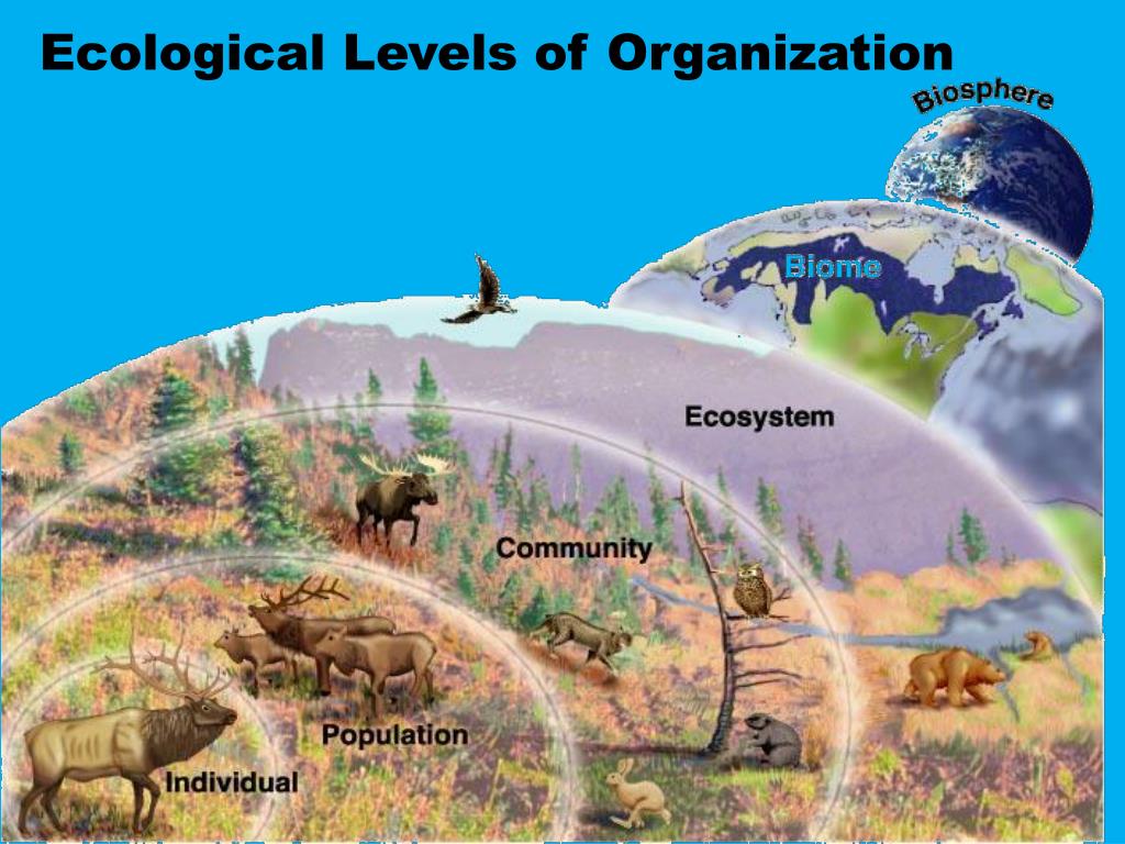 Ecology levels of organization levels of ecological organization