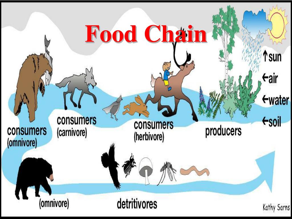 Canadian Moose PowerPoint Presentation, free download Biology Diagrams