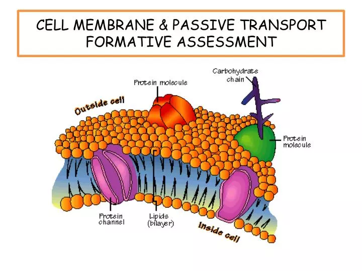 ppt-cell-membrane-passive-transport-formative-assessment-powerpoint