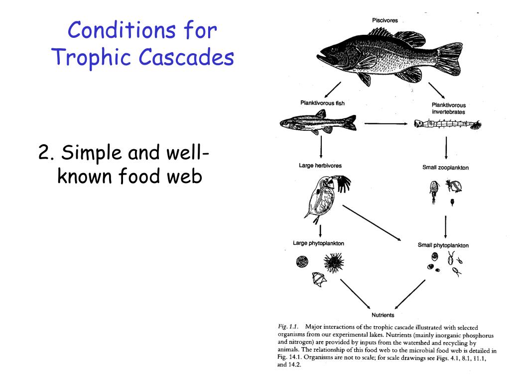 PPT Food webs and trophic cascades in lakes PowerPoint