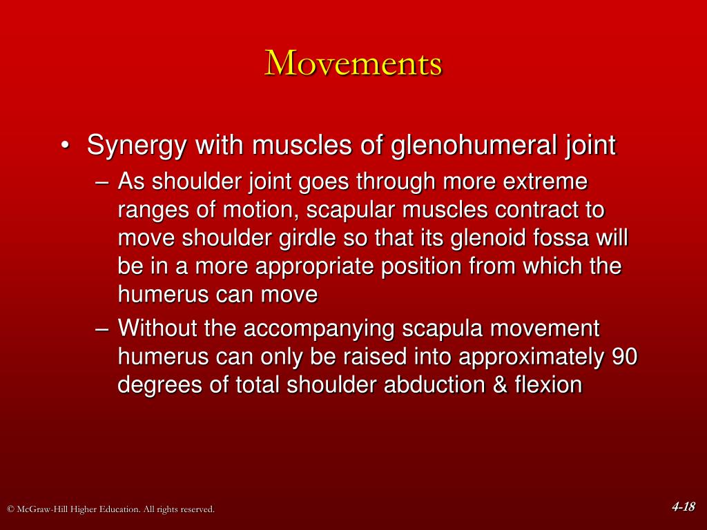 PPT - Chapter 4 The Shoulder Girdle PowerPoint Presentation, free