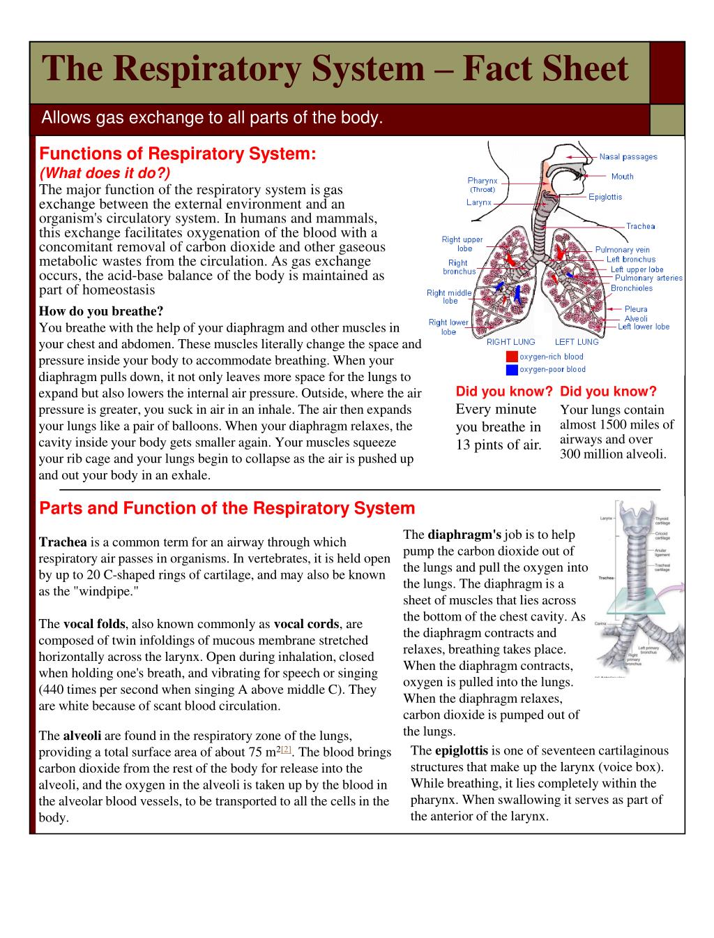 Ppt The Respiratory System Fact Sheet Powerpoint Presentation Free