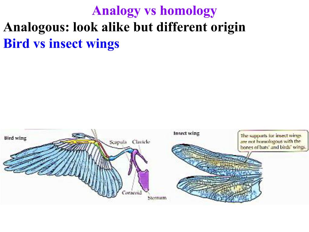 PPT - Evidence for macroevolution Strongest = Fossil Record order of ...