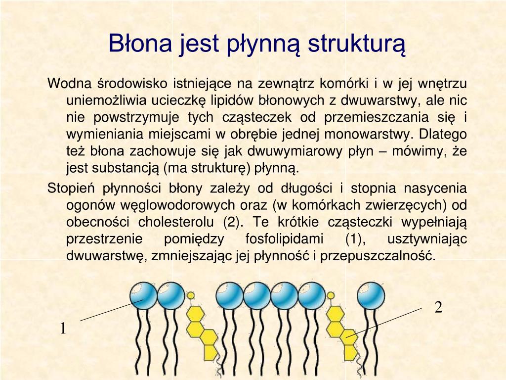 Czy Powstanie Dwuwarstwy Lipidowej Miało Duże Znaczenie Dla Rozwoju życia PPT - Budowa komórki eukariotycznej cz. II PowerPoint Presentation