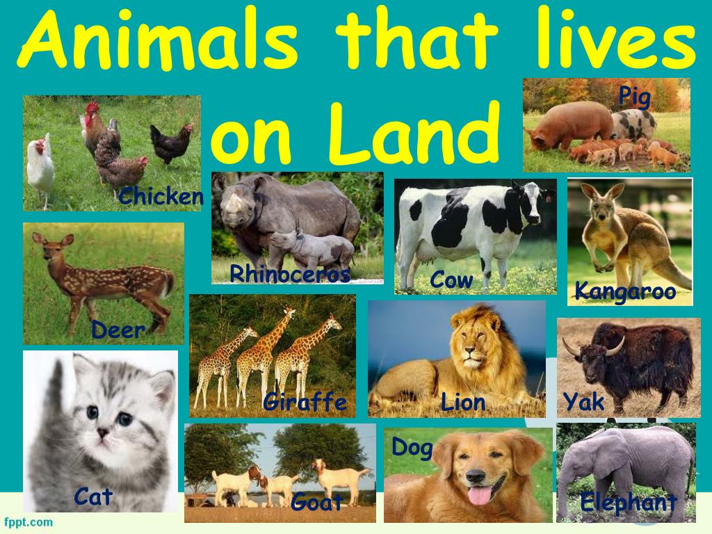 PPT - Animals and their Habitat PowerPoint Presentation, free download -  ID:5448586