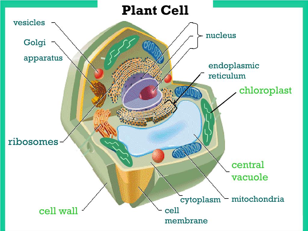 Полость в цитоплазме клетки 7 букв. Клетка Plant Cell. Микротельца строение. Микротельца клетки растения. Мембрана пероксисом.