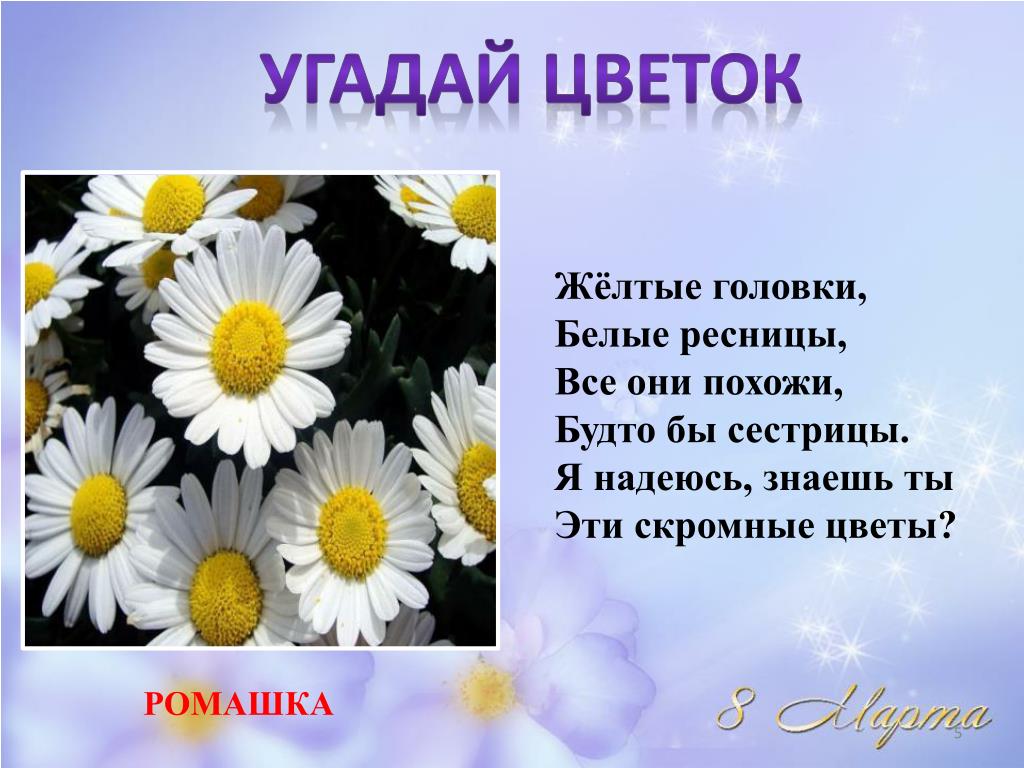Угадай цветок по картинке. Угадай цветок. Сообщение о ромашке 2 класс окружающий мир.
