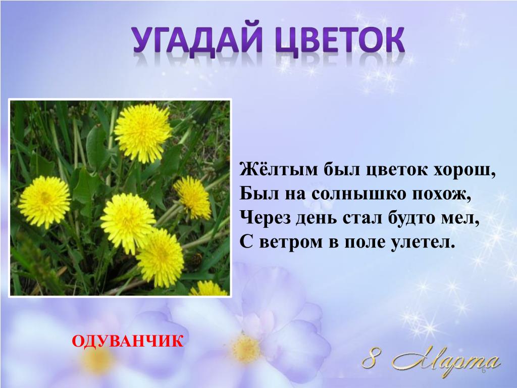 Был на солнышко похож. Загадка про одуванчик. Загадка про одуванчик для дошкольников. Загадки про одуванчик 2 класс. Загадка про одуванчик для детей.