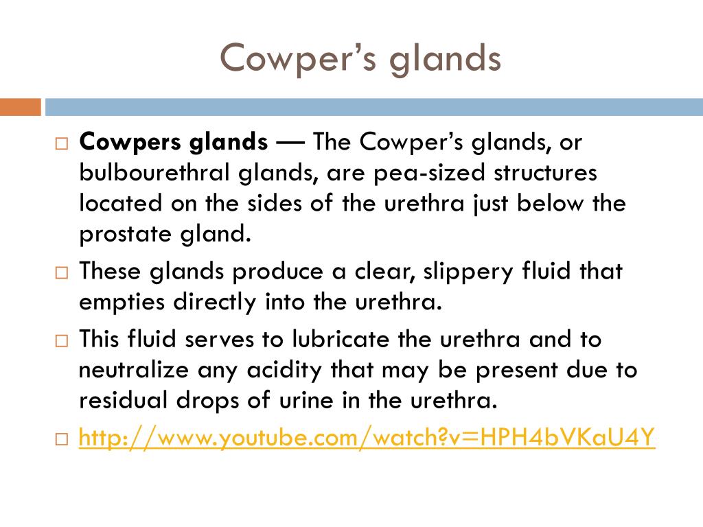 PPT - Male Reproductive Health Production, Storage, maturation