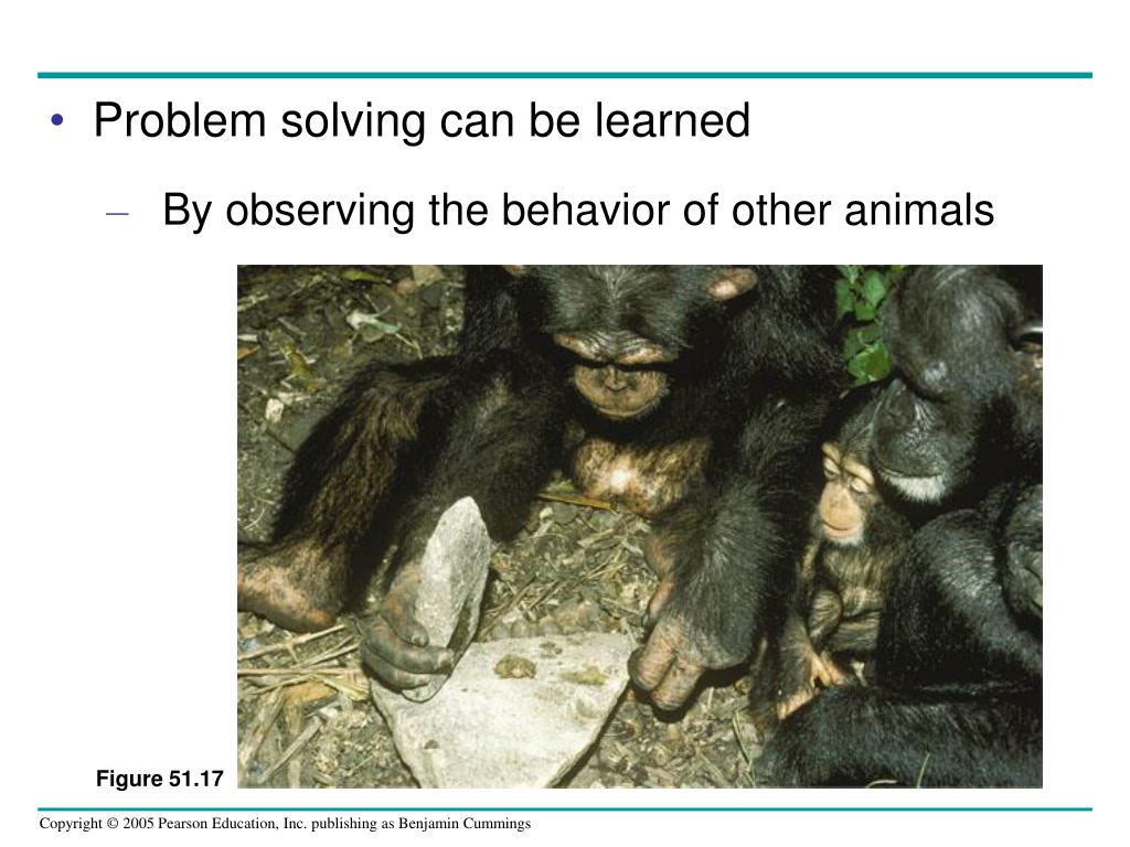 problem solving examples in animals