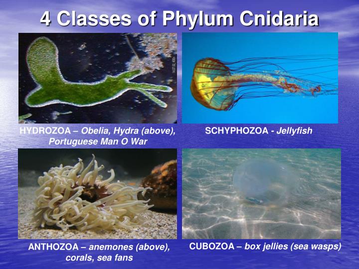how absorb water do jellyfish PPT Presentation ID:5451066  PowerPoint Phylum   Porifera