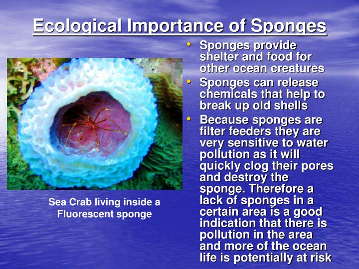 because sponges cannot move around they are considered
