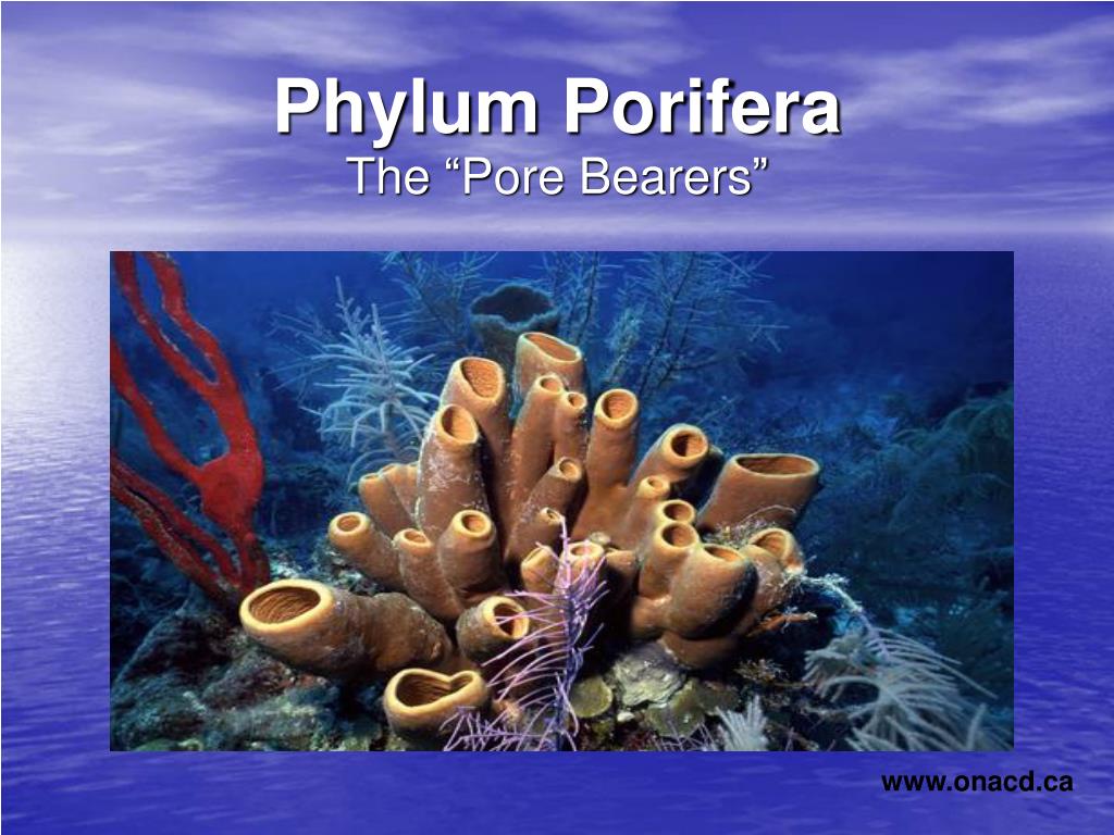 PPT - Phylum Porifera PowerPoint Presentation, free download - ID:5451066