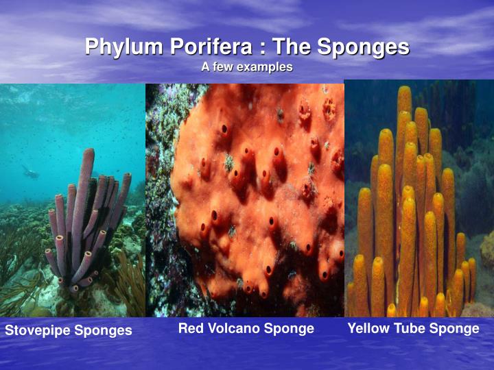 PPT - Phylum Porifera PowerPoint Presentation - ID:5451066