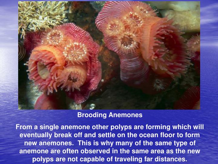 examples of symbiotic relationships in finding nemo Rainforests of the sea: mutualism on one of these complexities can be viewed in the form of symbiotic relationships if you’ve ever seen finding nemo. examples of symbiotic relationships in finding nemo Rainforests of the sea: mutualism on one of these complexities can be viewed in the form of symbiotic relationships if you’ve ever seen finding nemo.