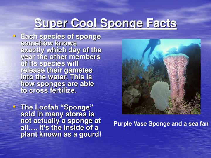 PPT Phylum Porifera PowerPoint Presentation ID5451066