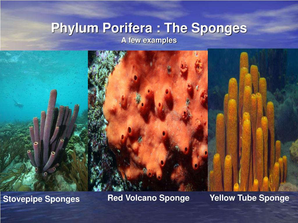 PPT Phylum Porifera PowerPoint Presentation, free download ID5451075
