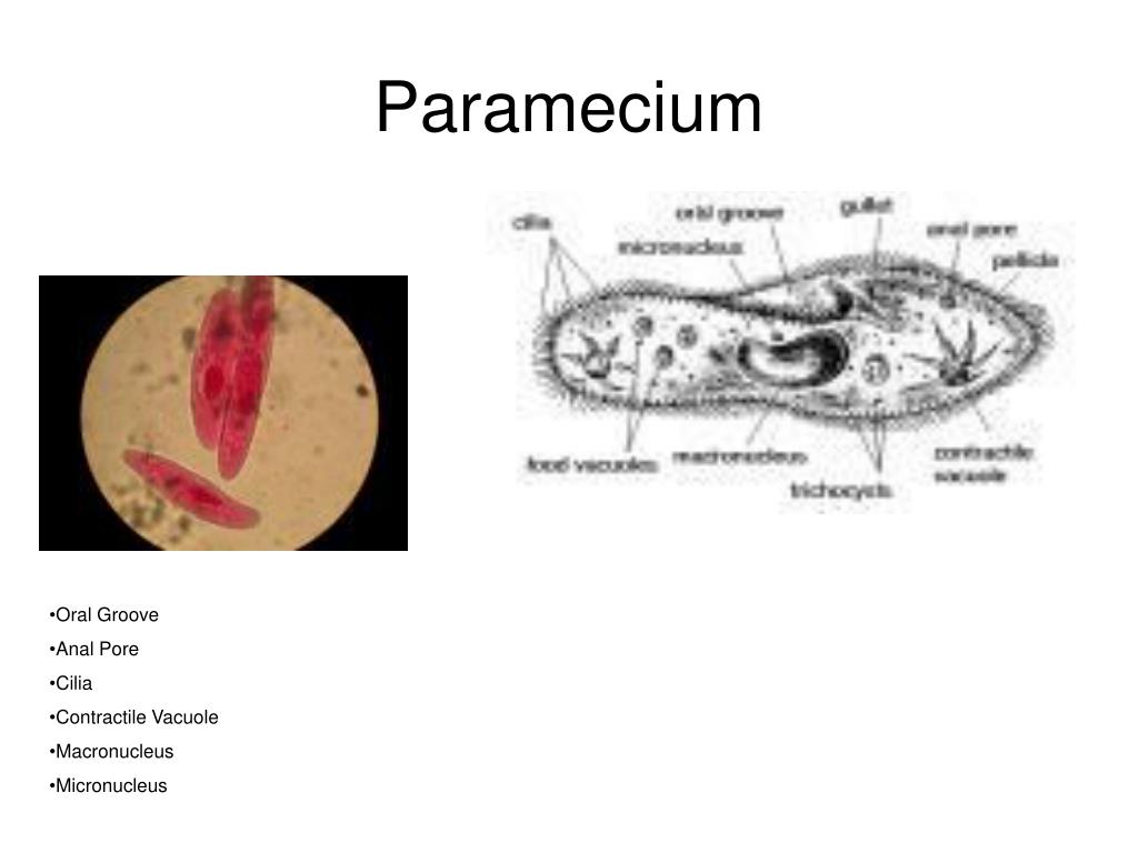 PPT - Euglena, Paramecium, and Amoeba PowerPoint Presentation, free ...