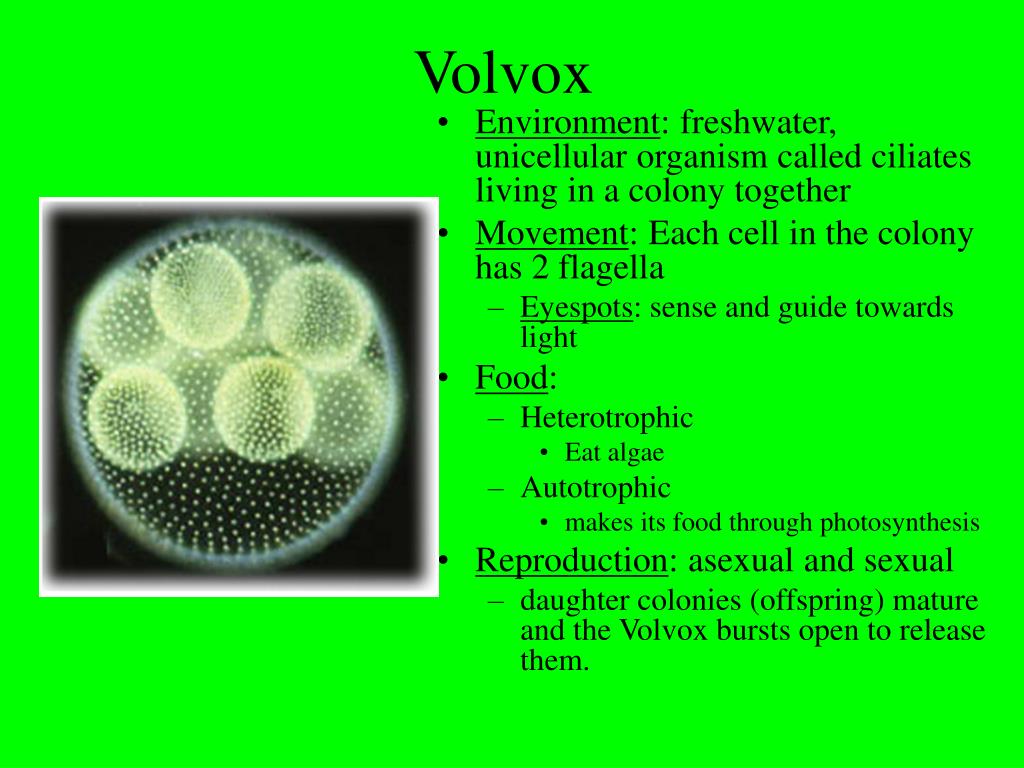 Each cell. Вольвокс золотистый строение. Строение колонии вольвокса. Вольвокс таксономия. Volvox aureus строение.