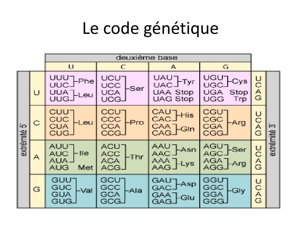 PPT Le Code G n tique PowerPoint Presentation Free Download ID 5452610