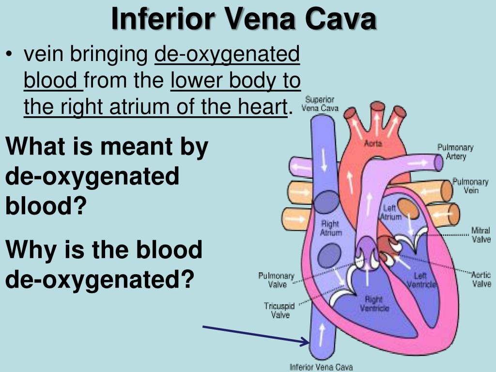 Ppt The Cardiovascular System Powerpoint Presentation Free Download