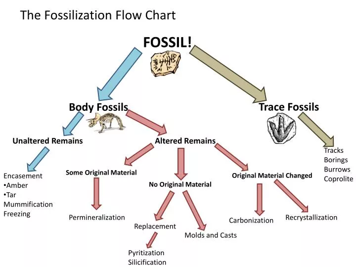 Fossil Flow Chart