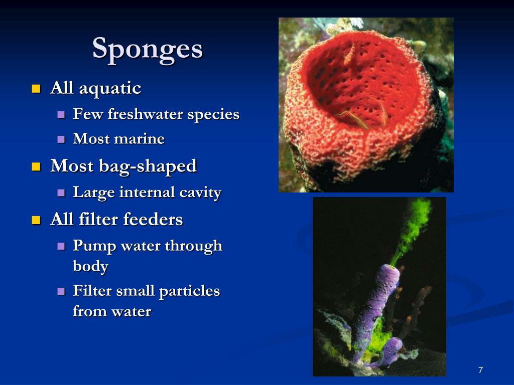 PPT Simple Invertebrates Sponges, Cnidarians, Flatworms, Roundworms