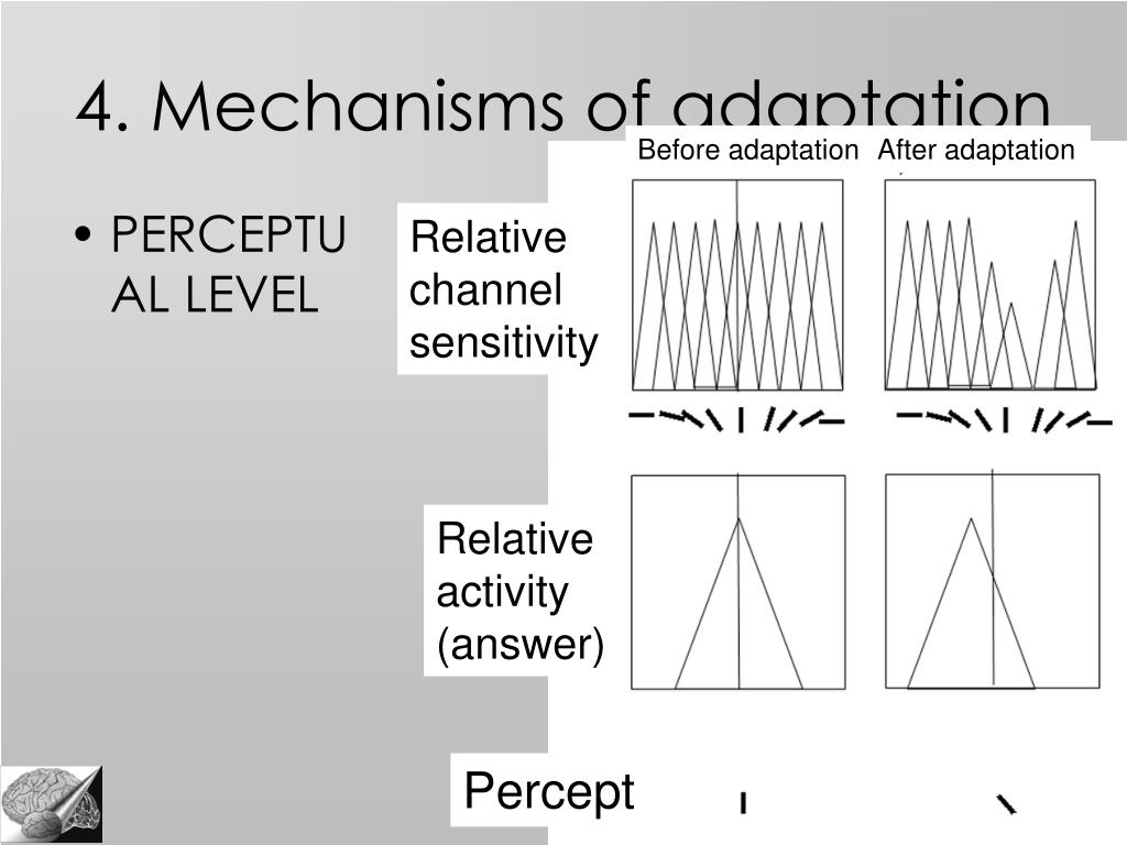 visual adaptation paradigm