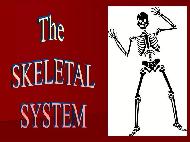 powerpoint presentation of skeletal system