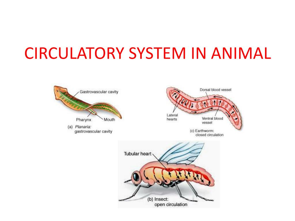 PPT - CIRCULATORY SYSTEM IN ANIMAL PowerPoint Presentation, free download -  ID:5456096