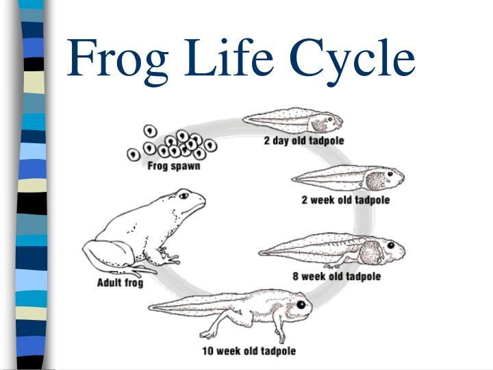 Difference between frog and toad tadpoles