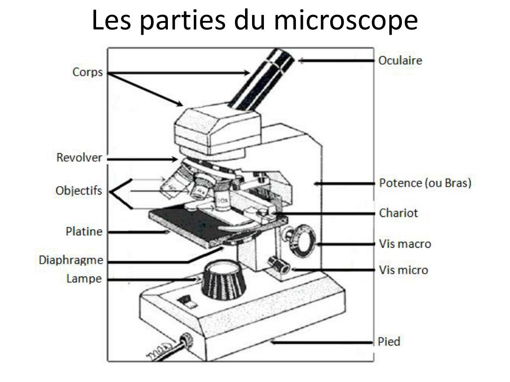 PPT - Utiliser le microscope PowerPoint Presentation, free download -  ID:5457124
