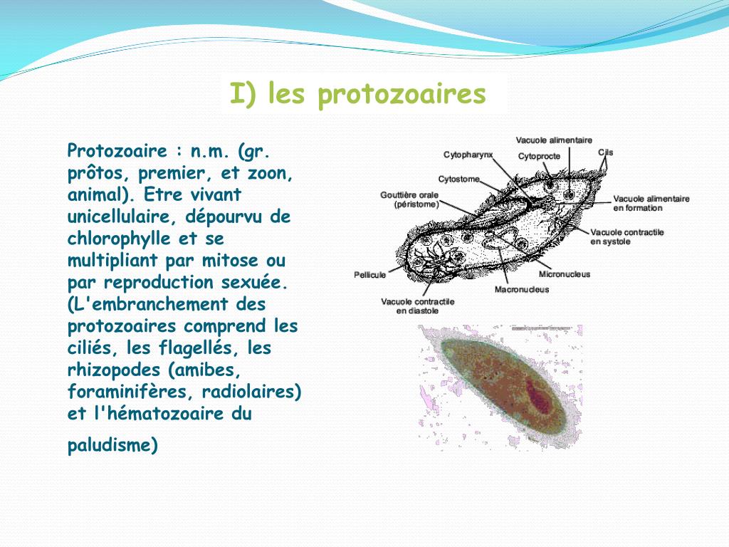 PPT Diversit Des Microbes PowerPoint Presentation Free Download 