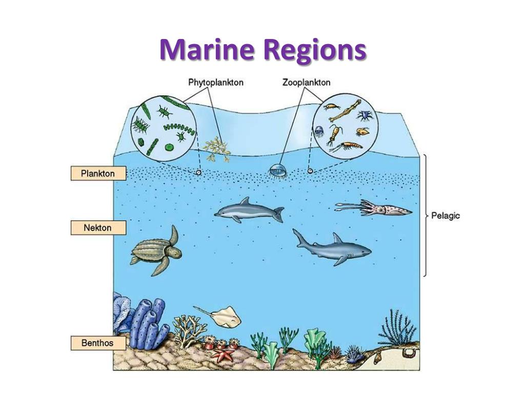 Схема жизнь в океане. Планктон Нектон. Планктон Нектон бентос водной среде обитания. Плейстон планктон Нектон бентос. Планктон Нектон бентос схема.