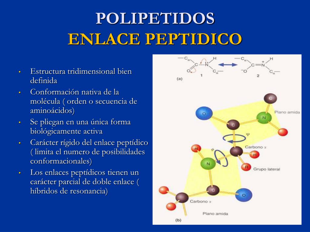 Ppt Biomoleculas Powerpoint Presentation Free Download Id5458105 4382
