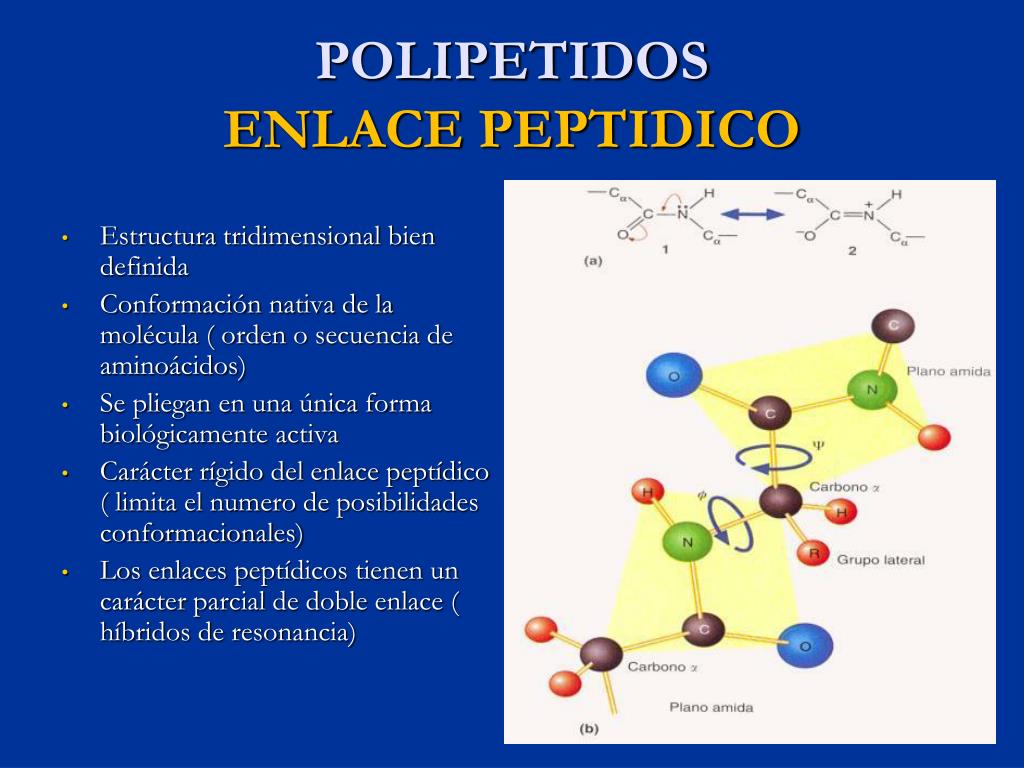 Ppt Biomoleculas Powerpoint Presentation Free Download Id5458105 7730