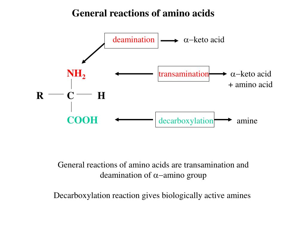 Кетокислоты аминокислот. Decarboxylation of Amino acids. Transamination of Amino acids. Reactions of Amino acids. General structure of Amino acids.