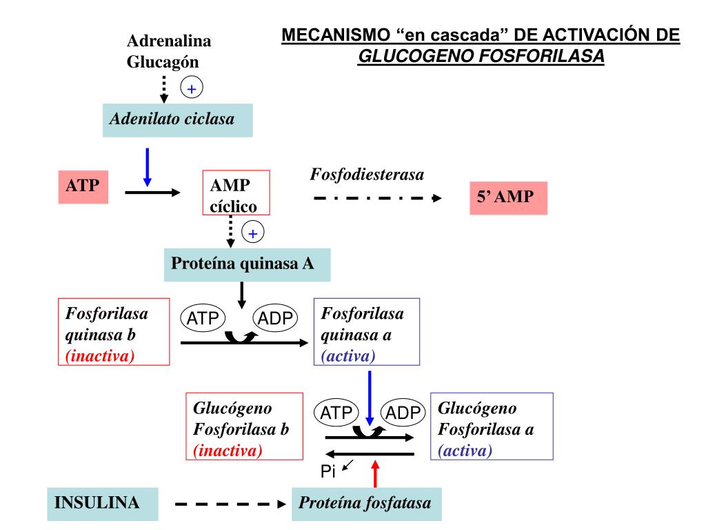Poder del metabolismo pdf