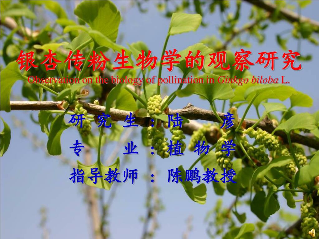 Ppt 银杏传粉生物学的观察研究observation On The Biology Of Pollination In Ginkgo Biloba L Powerpoint Presentation Id